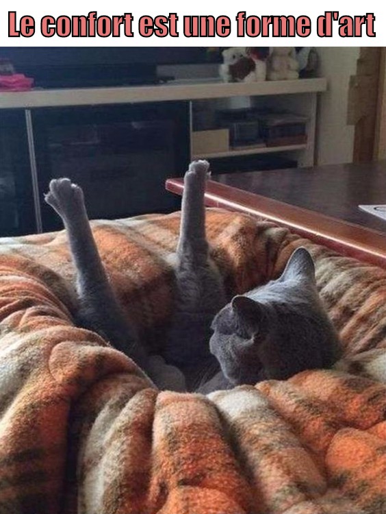 
               Meilleures image drole  Attitude Parfaitement Maîtrisée 
              