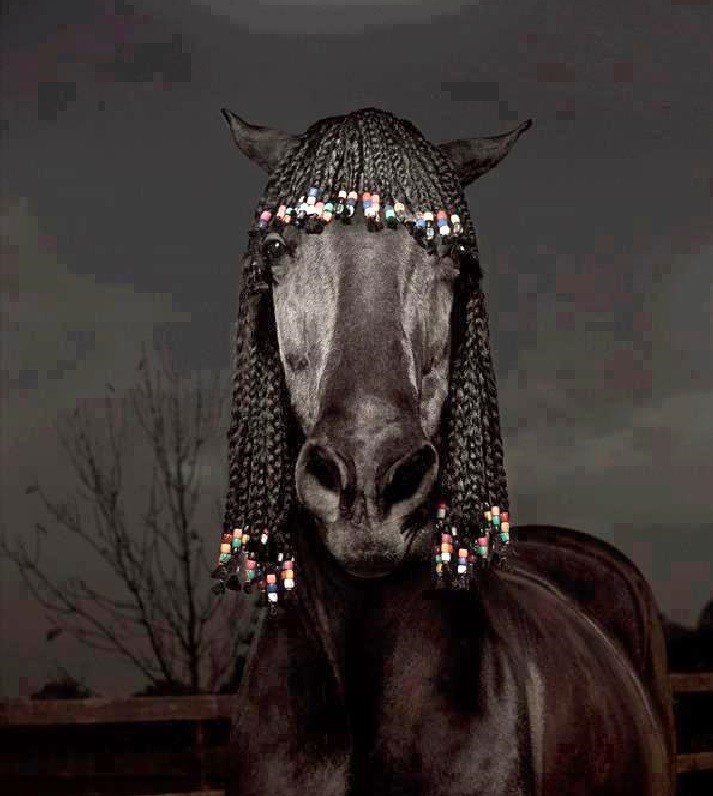
               Meilleures images droles  Un cheval cool &amp; à tresses 
              