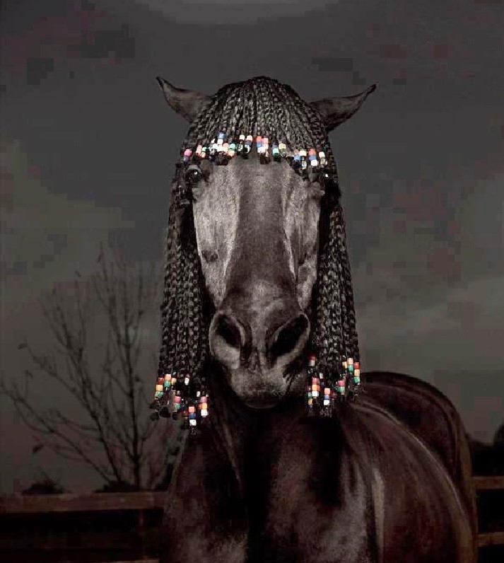 
               Meilleures image drole  Un cheval cool &amp; à tresses 
              