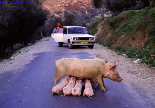 
               Meilleures images droles  Prise d'otages en pleine rue. 
              