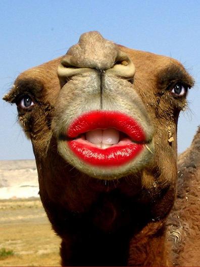  Image amusante  le chameau de hollande , photo blague
              