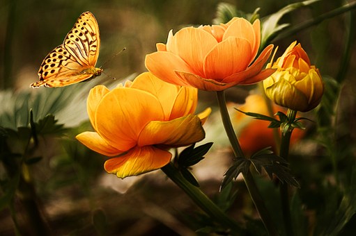 
               Meilleures images droles  Des fleurs pour Byp 
              