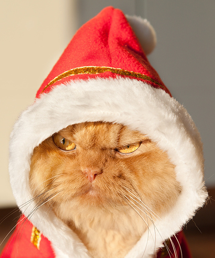 
               Meilleures image drole  qui a dit vivement Noël ? 
              