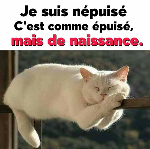  Image comique  Le chat est épuisé , photo blague
              