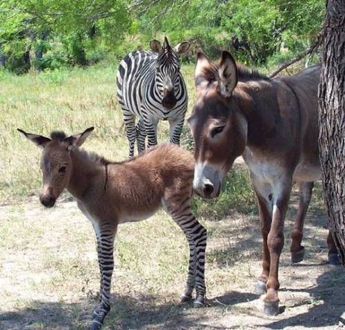 
               Meilleures images droles  Âne au Mali 
              