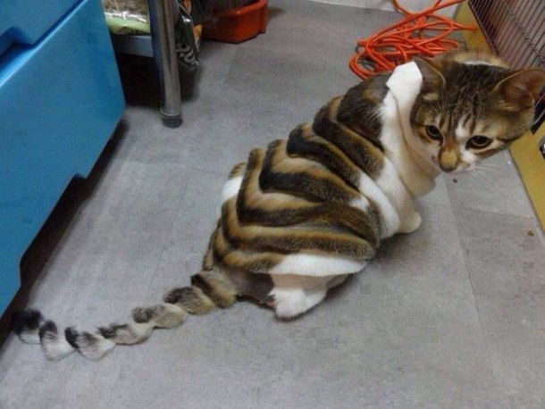 
               Meilleures image drole  chat alors 
              