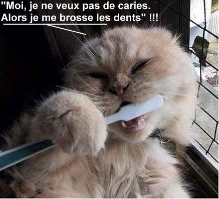 
               Meilleures images drôles  Pour un sourire éclatant ! 
              