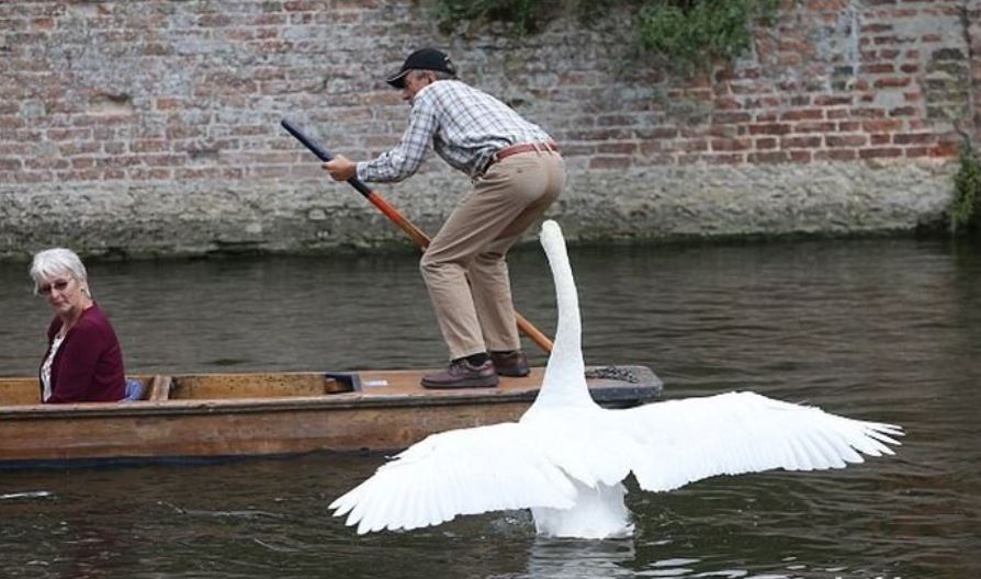 
               Meilleures images drôles  Il suffira d'un cygne 
              
