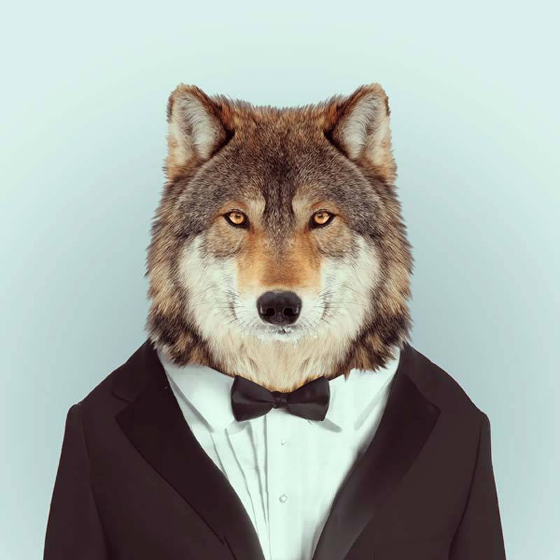 
               Meilleures images drôles  Un loup déguisé en pingouin. 
              