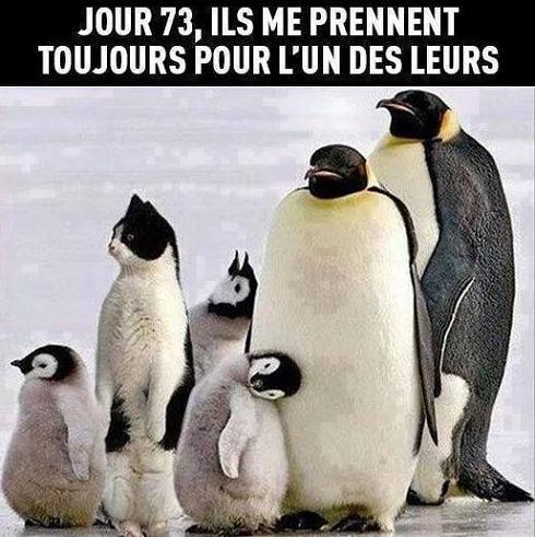  Image drôle  73 ème jour, et toujours pas repéré ! , photo blague
              