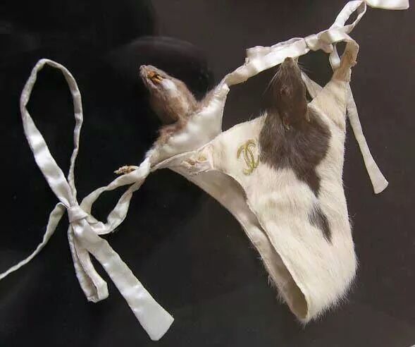 
               Meilleures image drole  le string chasseur 
              