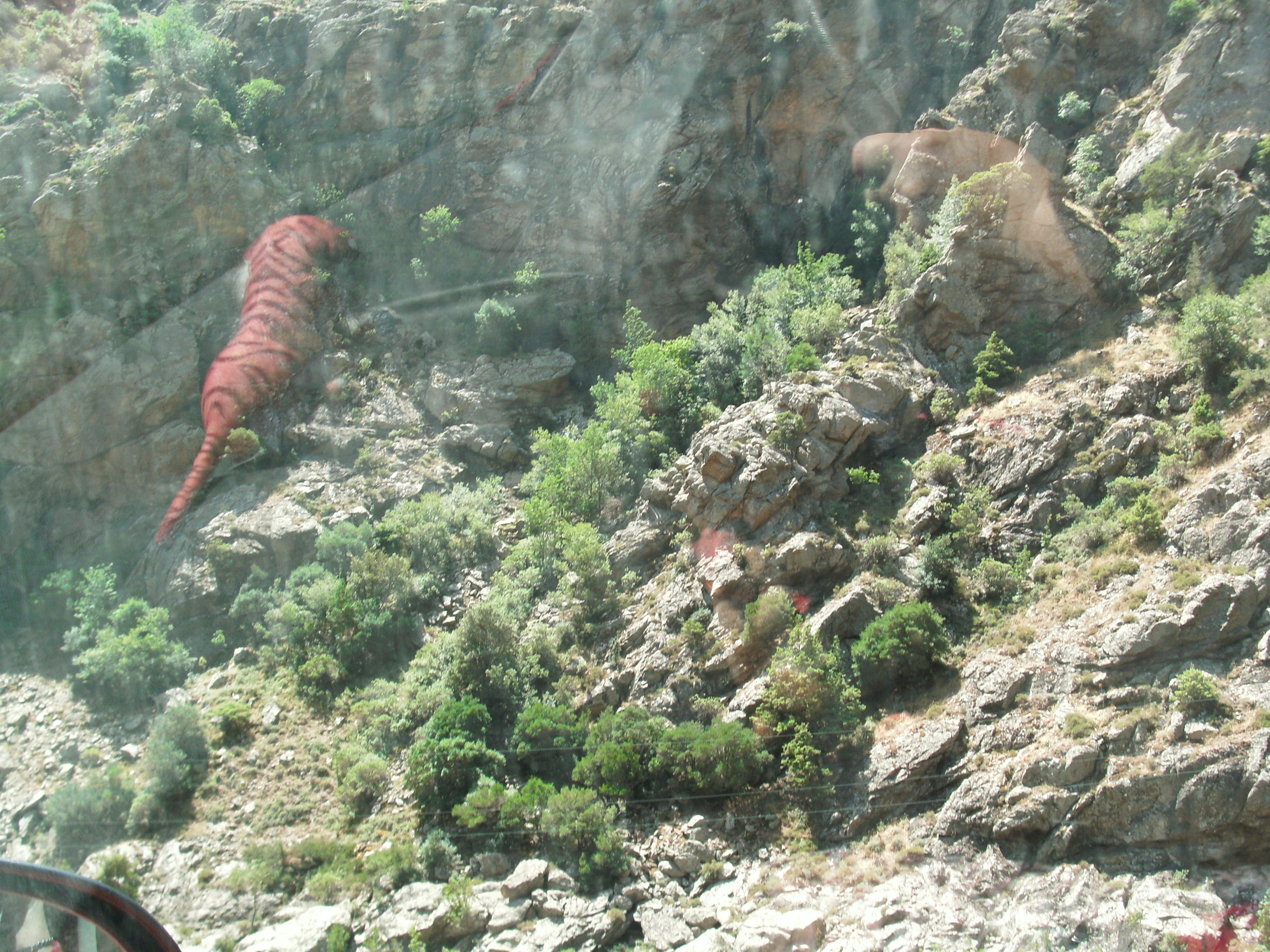 
               Meilleures images drôles  tigre en Corse 
              