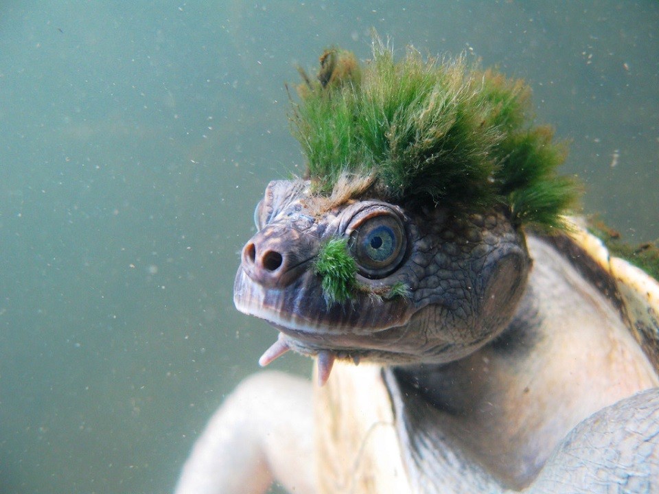 
               Meilleures image drole  punk 
              