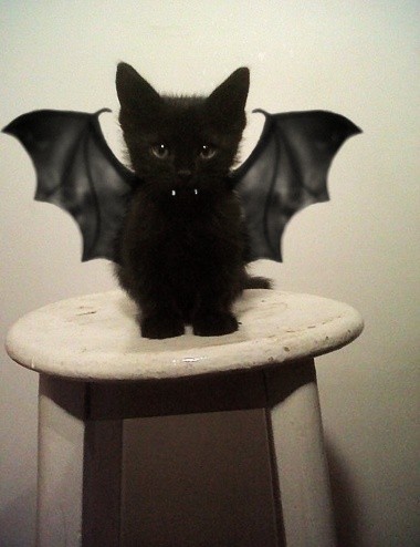
               Meilleures images droles  Déguisement pour halloween 
              
