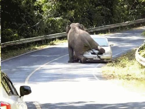  Image hilarante  En Thailande, la route appartient ... , photo blague
              