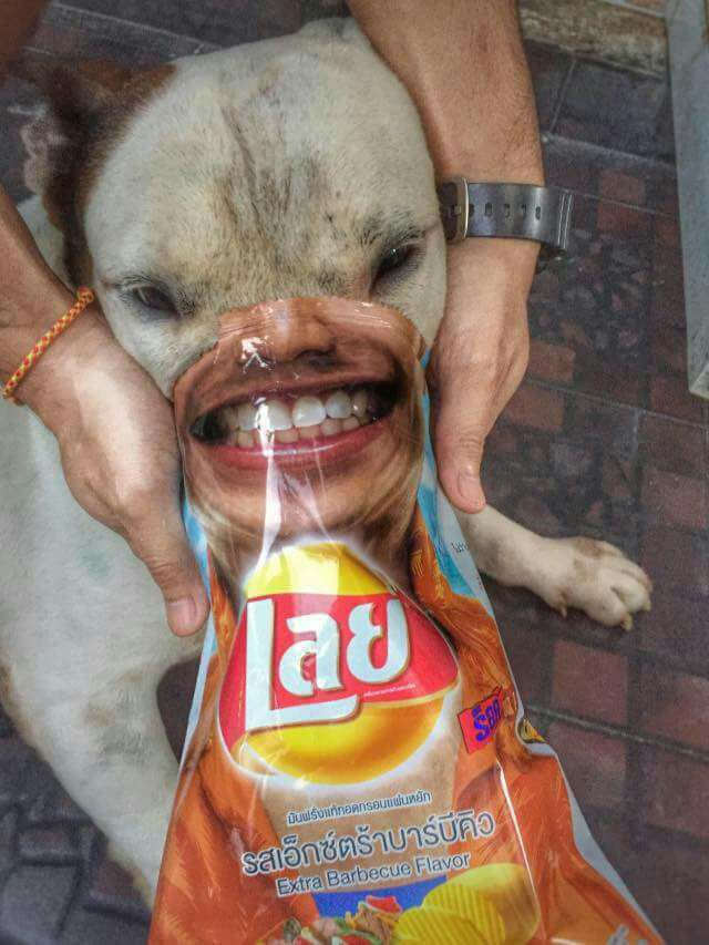 
               Meilleures image drole  El dogo 
              