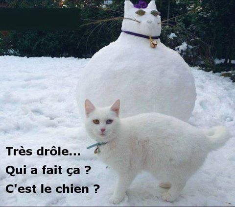 
               Meilleures image drole  non! c'est le voisin 
              
