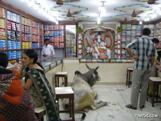 
               Meilleures image drole  bar indien 
              