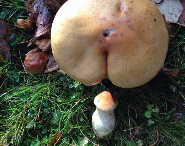  Image rigolote  Champignons coquins , photo blague
              