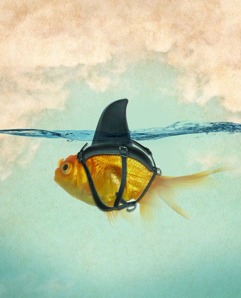 
               Meilleures image drole  dissuasion , sortez-couvert 
              