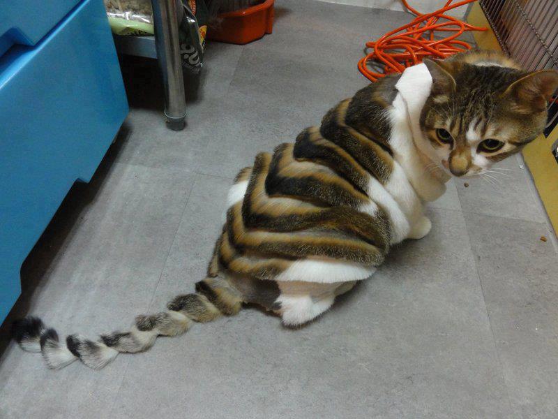  Image comique  celui qui coupe les cheveux en cat ! , photo blague
              