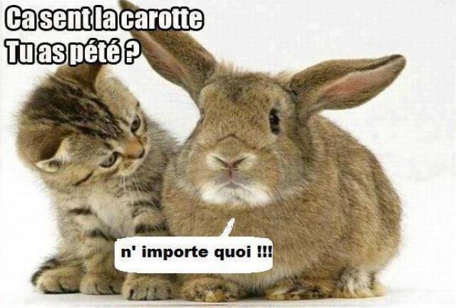 
               Meilleures image drole  Spéciale Tilapin 
              