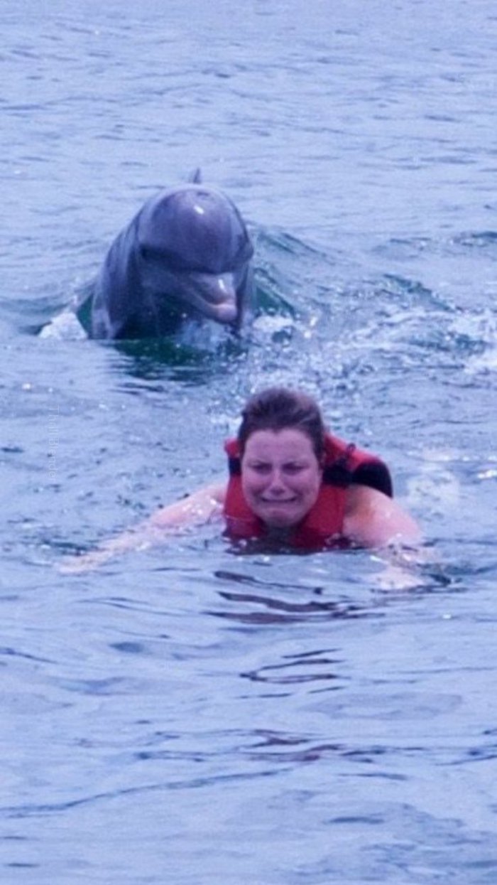 
               Meilleures images marrantes  les dents de la mer 
              
