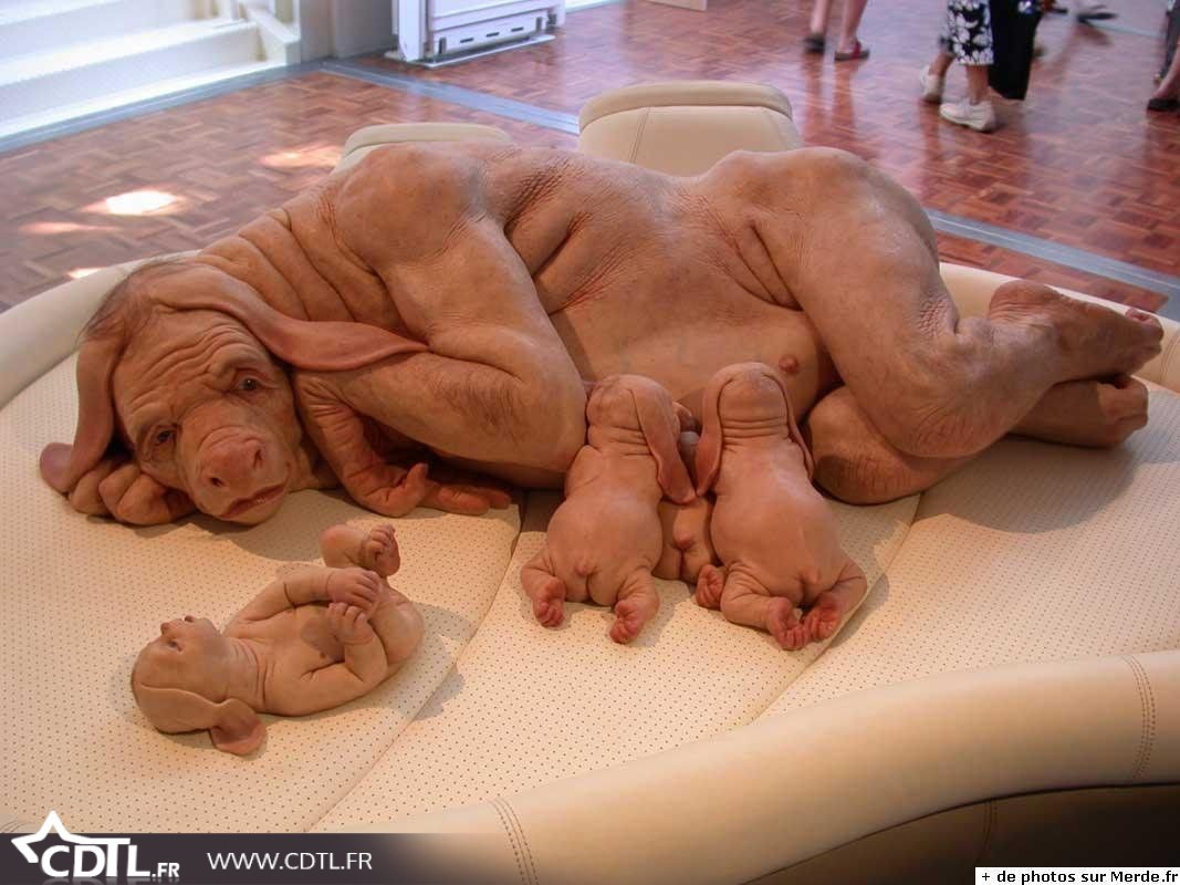 
               Meilleures image drole  Epagneul... 
              