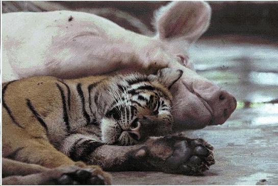 
               Meilleures image drole  Copains comme cochons 
              