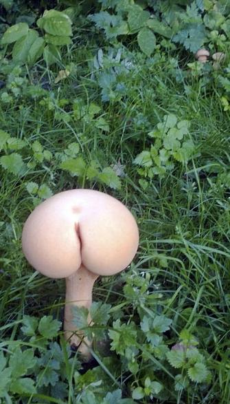  Image cocasse  Ceci est un champignon ! , photo blague
              