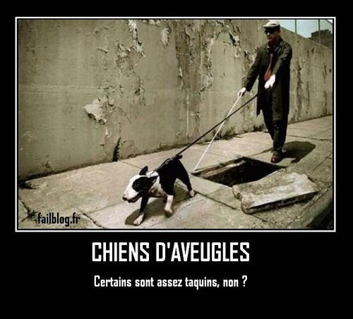  Image amusante  chien d'aveugle 
              