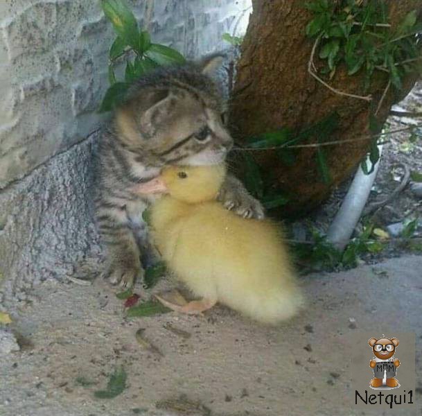 
               Meilleures image drole  Touche pas à mon pote ! 
              