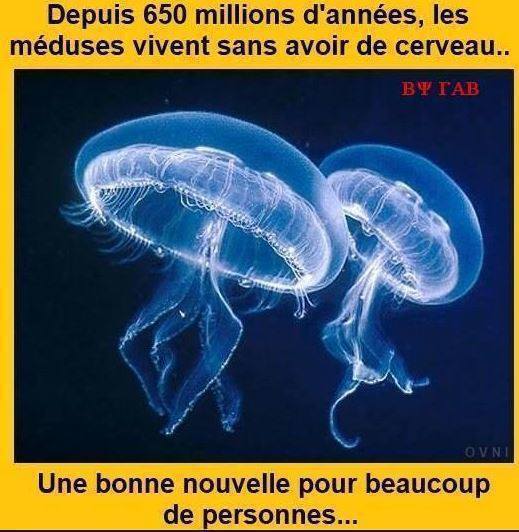 
               Meilleures images droles  Bonne nouvelle pour certaines personnes 
              