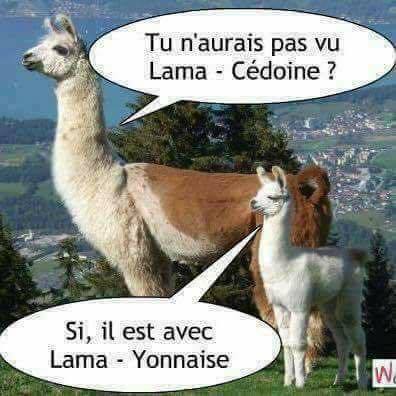  Image cocasse  lama lade 
              