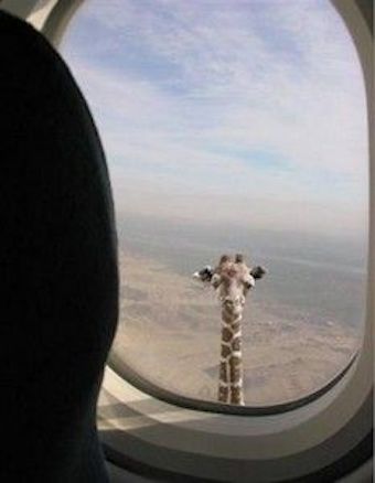  Image originale  Girafe : mammifère au long cou. , photo blague
              