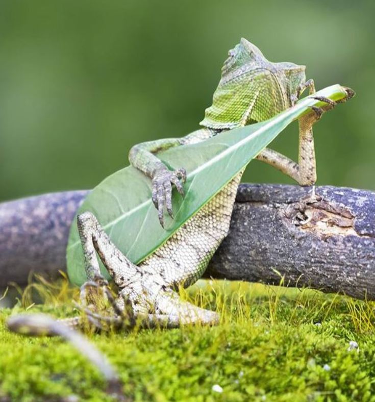 
               Meilleures images droles  Cool 
              