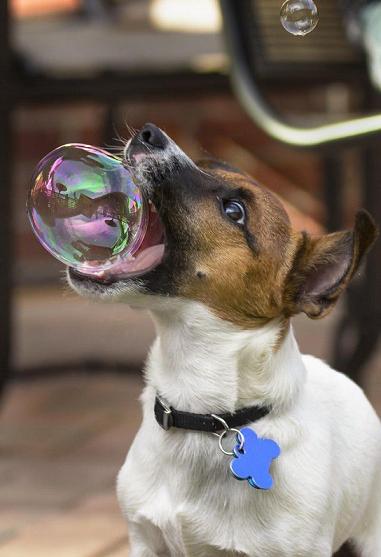  Image curieuse  Bulle Dog , photo blague
              