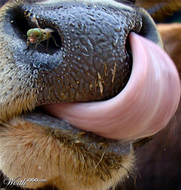  Image amusante  bon appétit 
              