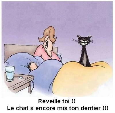  Image cocasse  Les dents du chat 
              