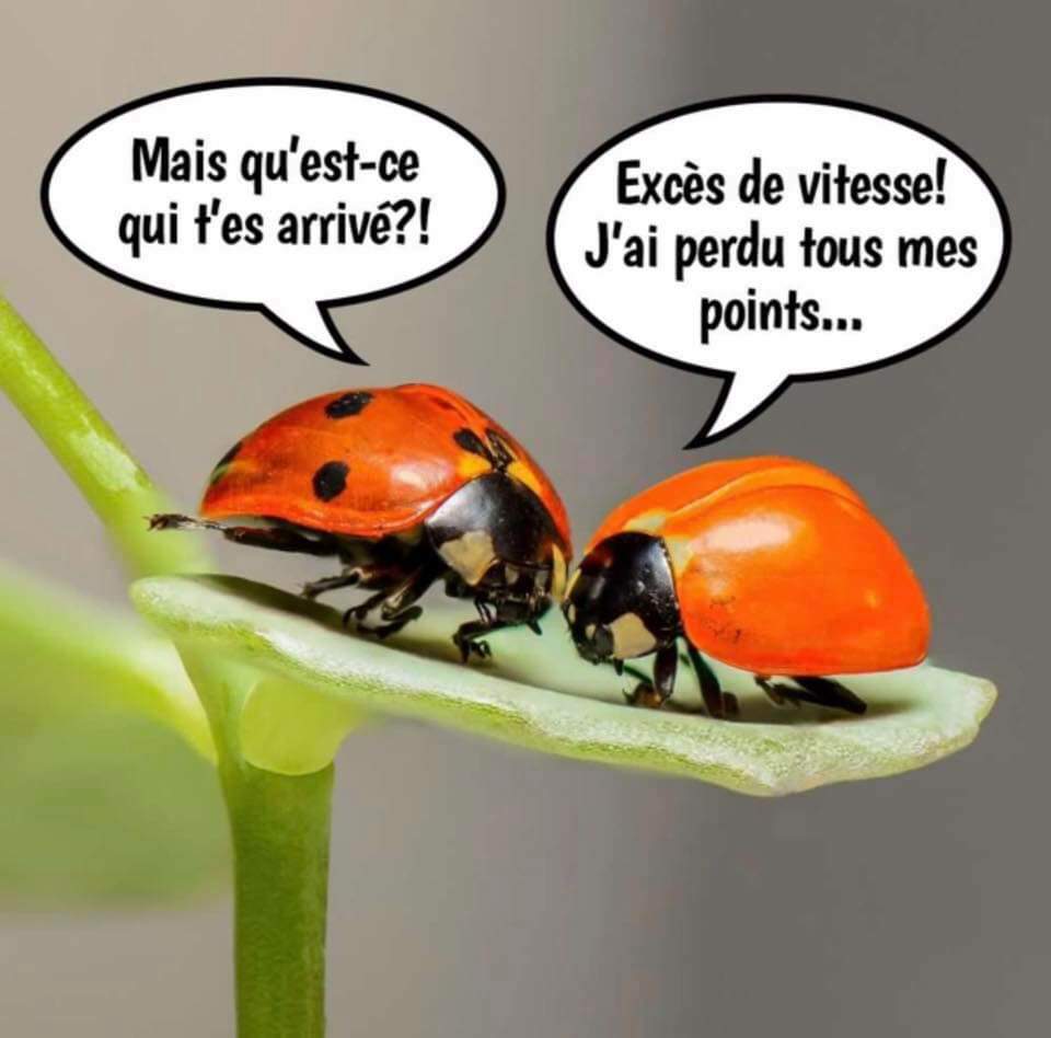 
               Meilleures image drole Blague entre coccinelle
              