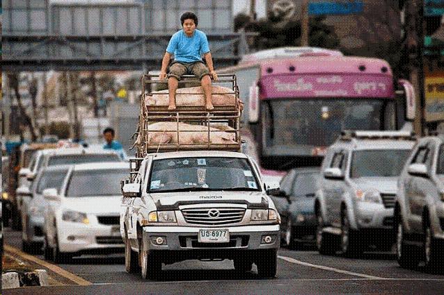 
               Meilleures image drole  Transport de cochons 
              