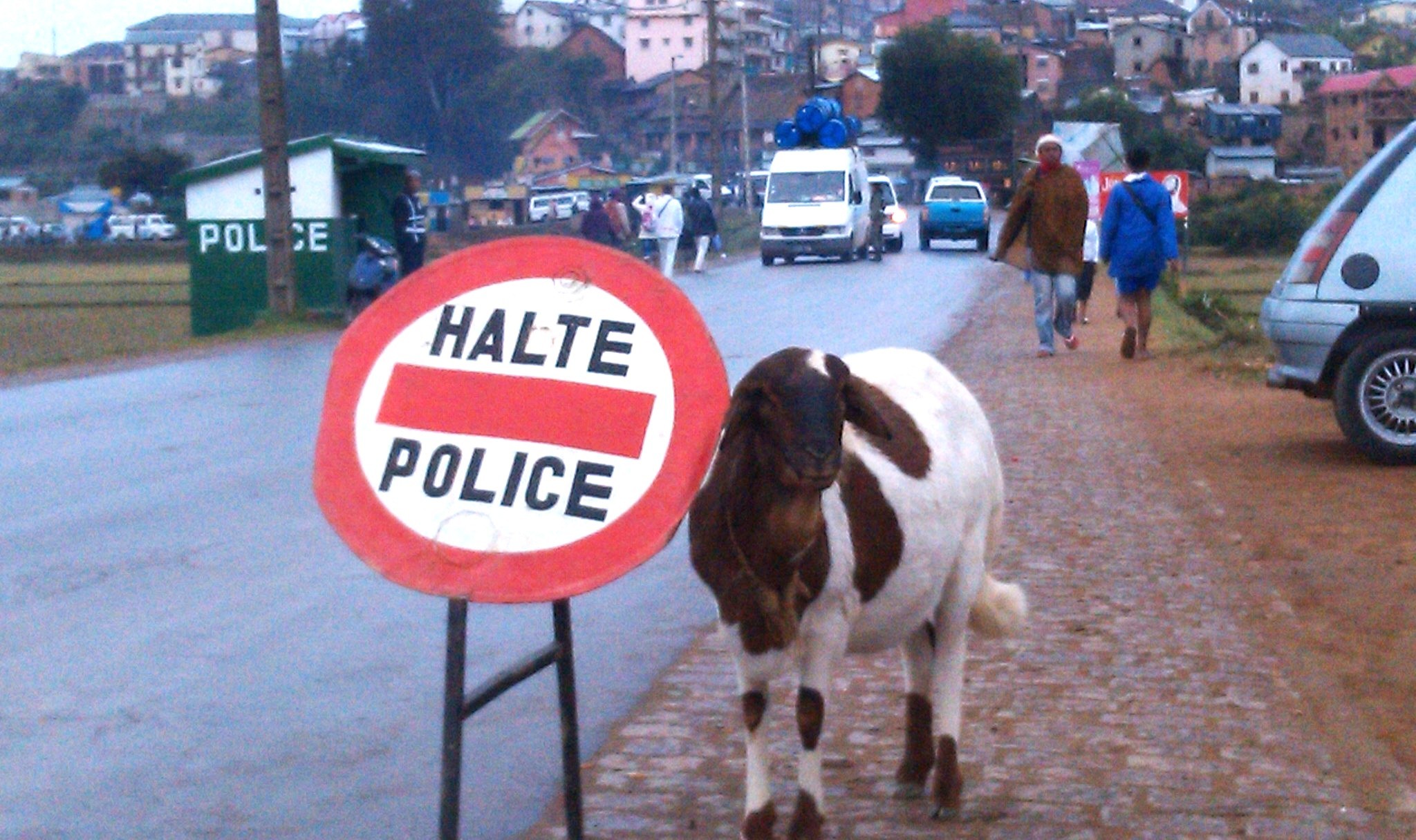 
               Meilleures images droles  Mouton Policier 
              