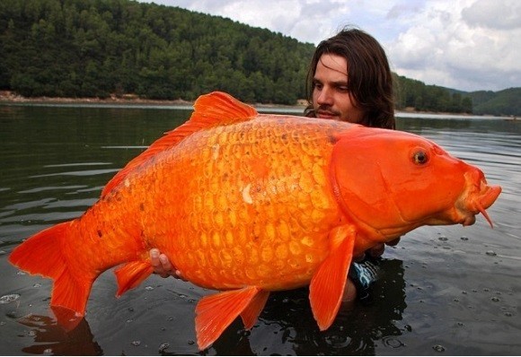  Image marrante  Le plus gros poisson rouge du monde , photo blague
              