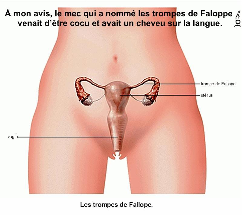  Image comique  Science de l'anatomie. , photo blague
              