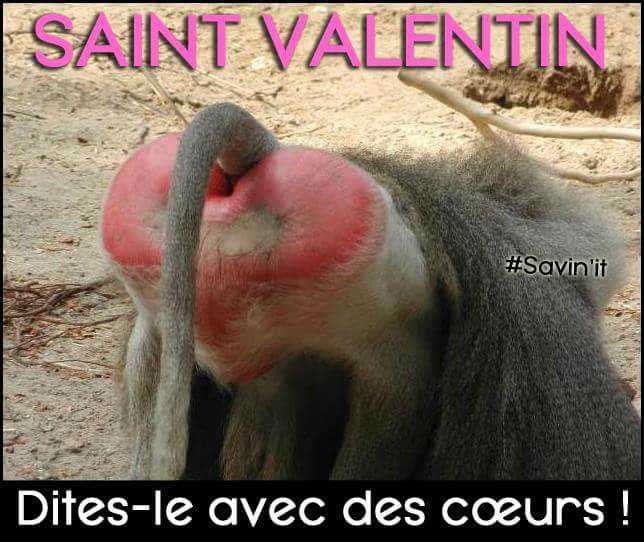  Image hilarante  Offrez votre coeur pour la SAINT VALENTIN , photo blague
              