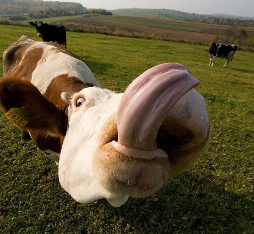 
               Meilleures image drole  Un petit bisou 
              